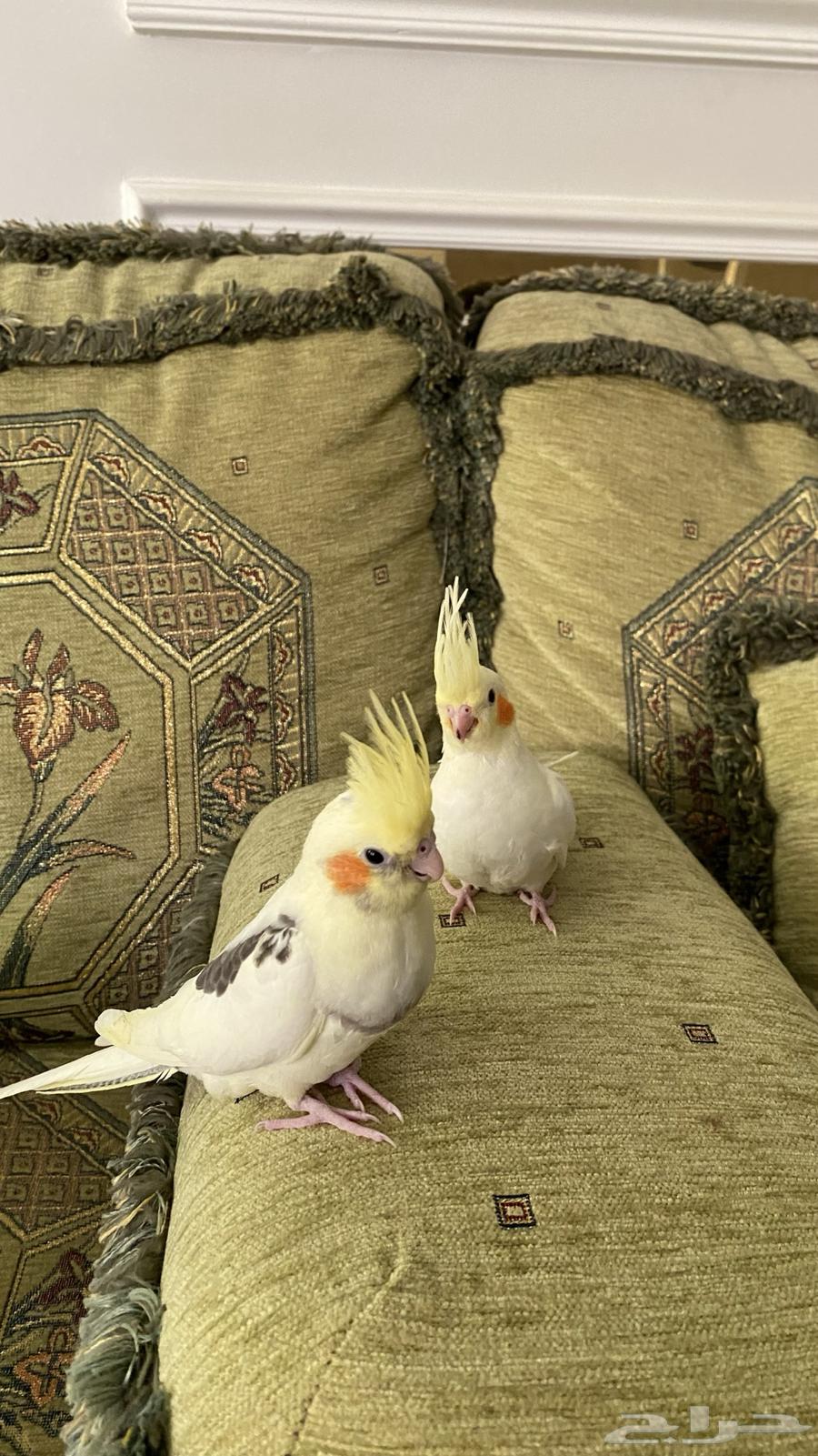فروخ كروان غر .. تم البيع630584357488651116