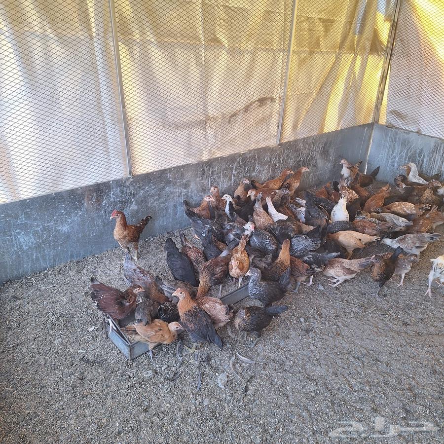 Excellent size local chicken63080202982529113
