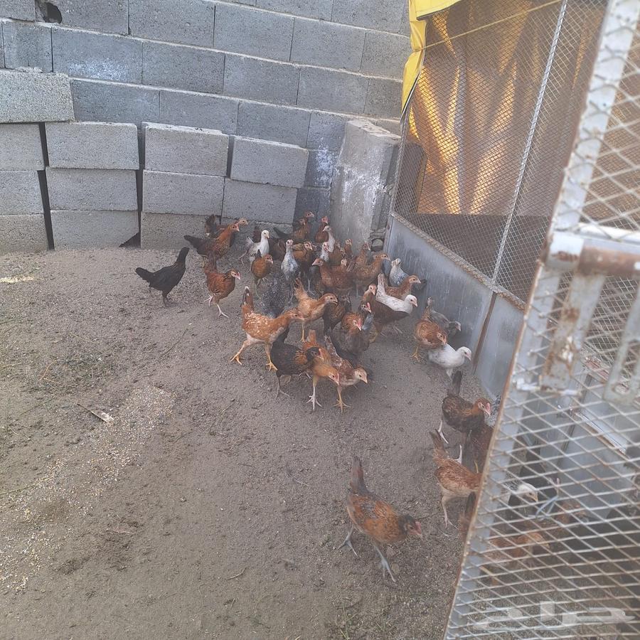 Excellent size local chicken63080202982529111
