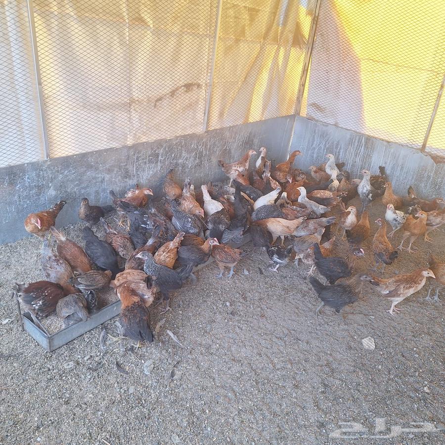Excellent size local chicken63080202982529112