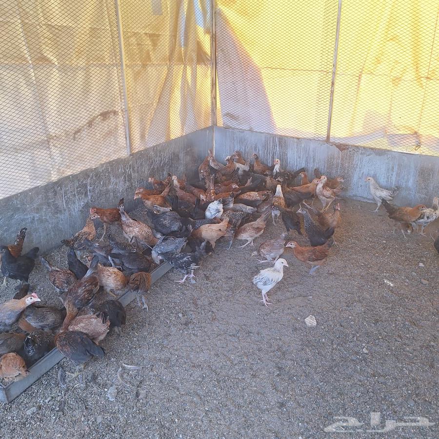 Excellent size local chicken63080202982529114