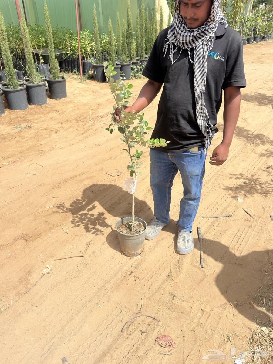 Chinese cedar height from 80 cm to 1 meter, wholesale sale, Najran630919510588191126