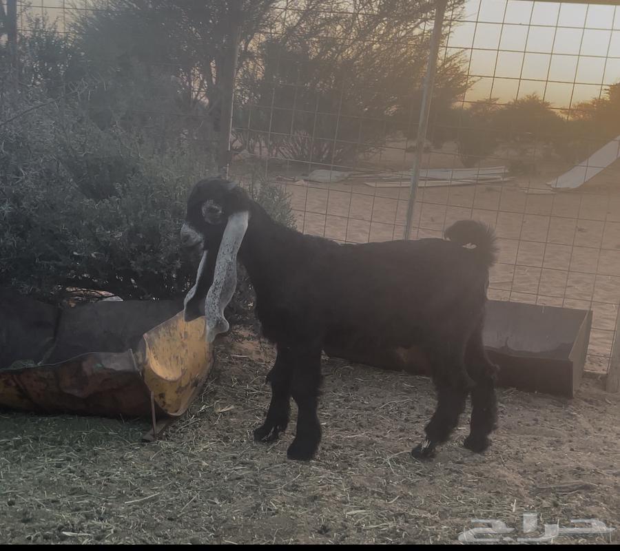 Goat category week63170157875459112