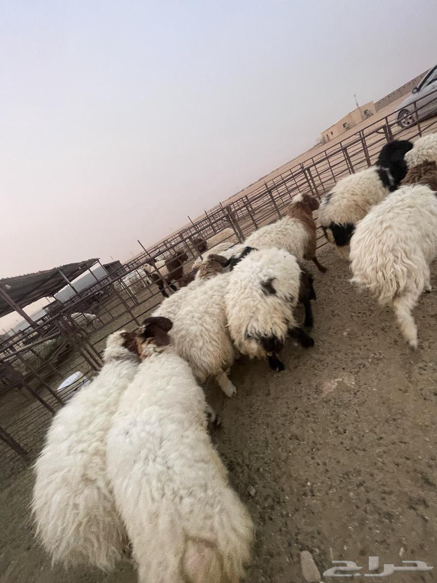 جذعات نعيم 13 طيبه طرف ومجس63470618780930111