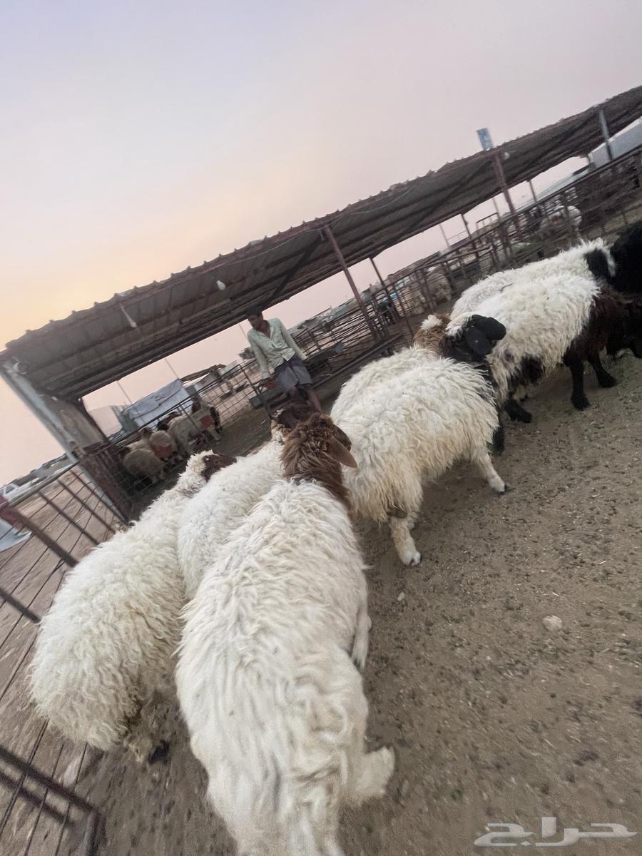 جذعات نعيم 13 طيبه طرف ومجس63470618780930113
