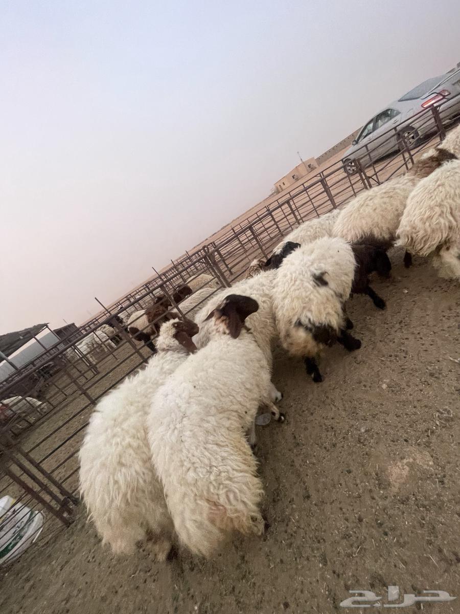 جذعات نعيم 13 طيبه طرف ومجس63470618780930112