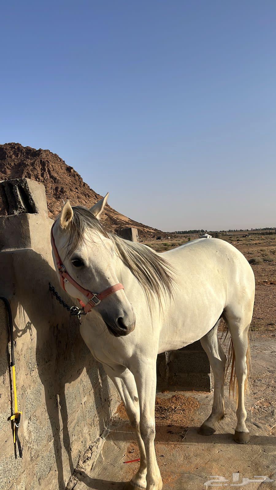 Popular horse63168252318337113