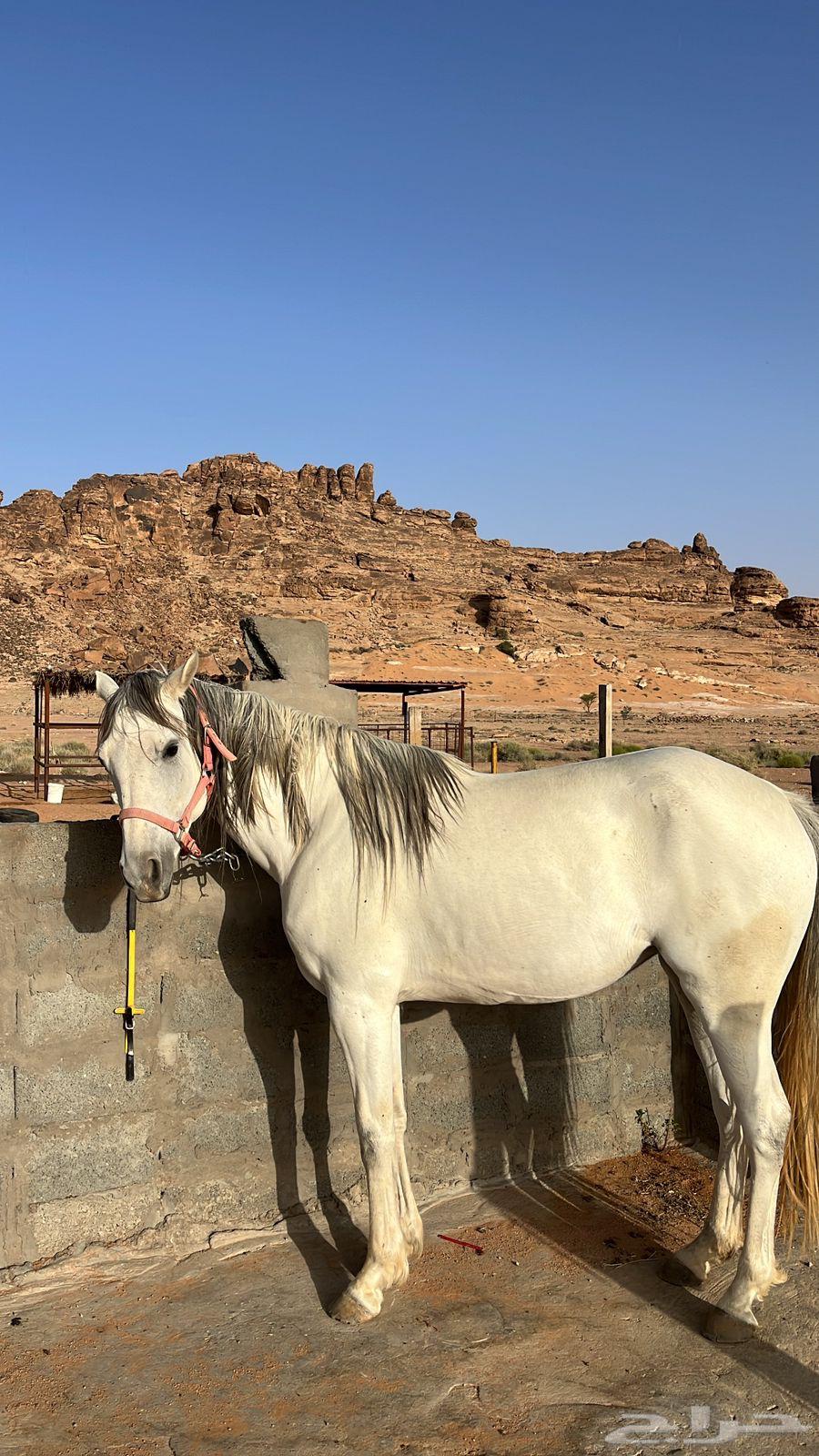 Popular horse63168252318337114