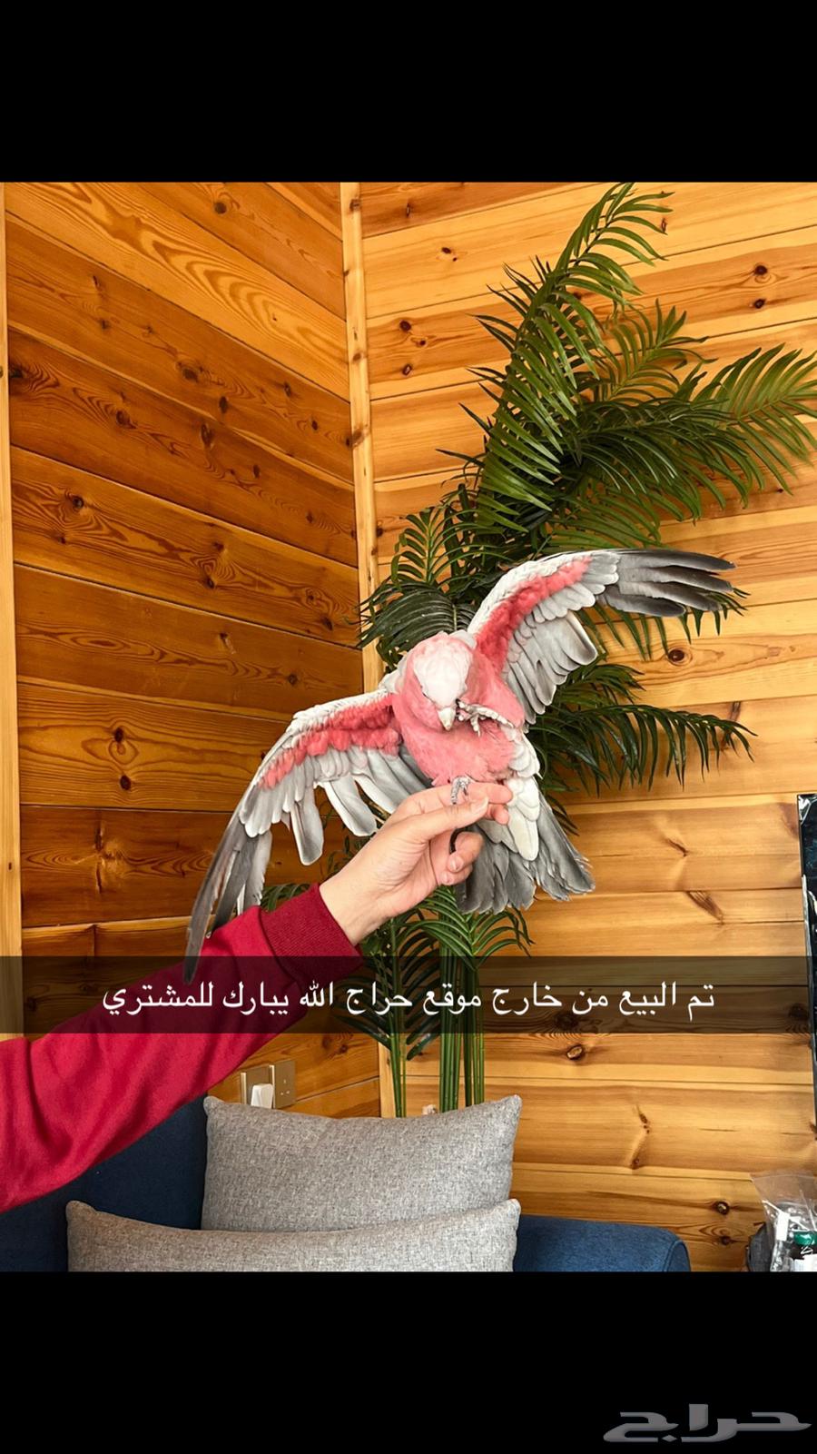 للبيع كوكاتو قالا630211040076821123