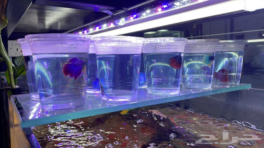 Betta fish63038269550466113