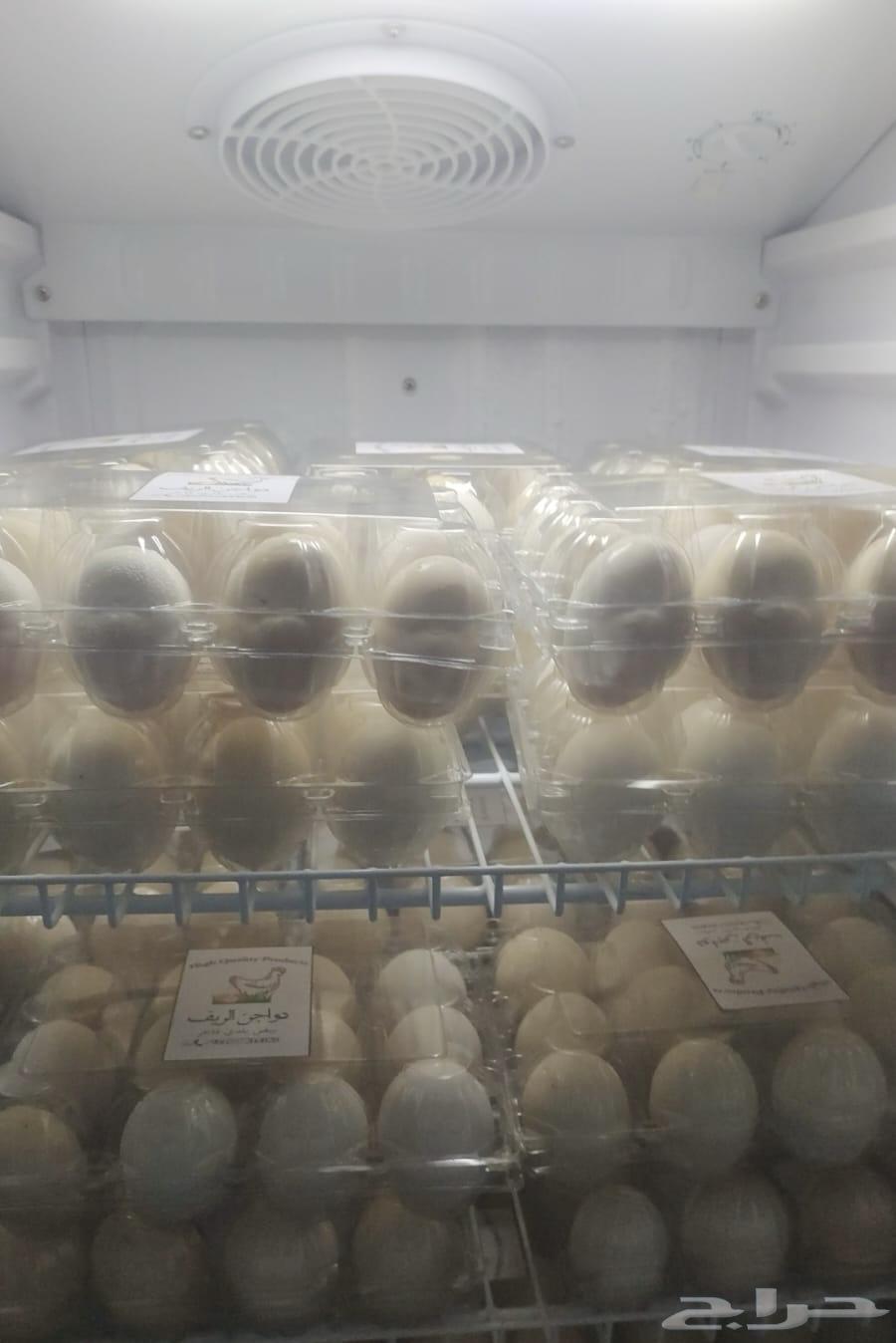 My eggs are luxurious and unique.63066782176897114
