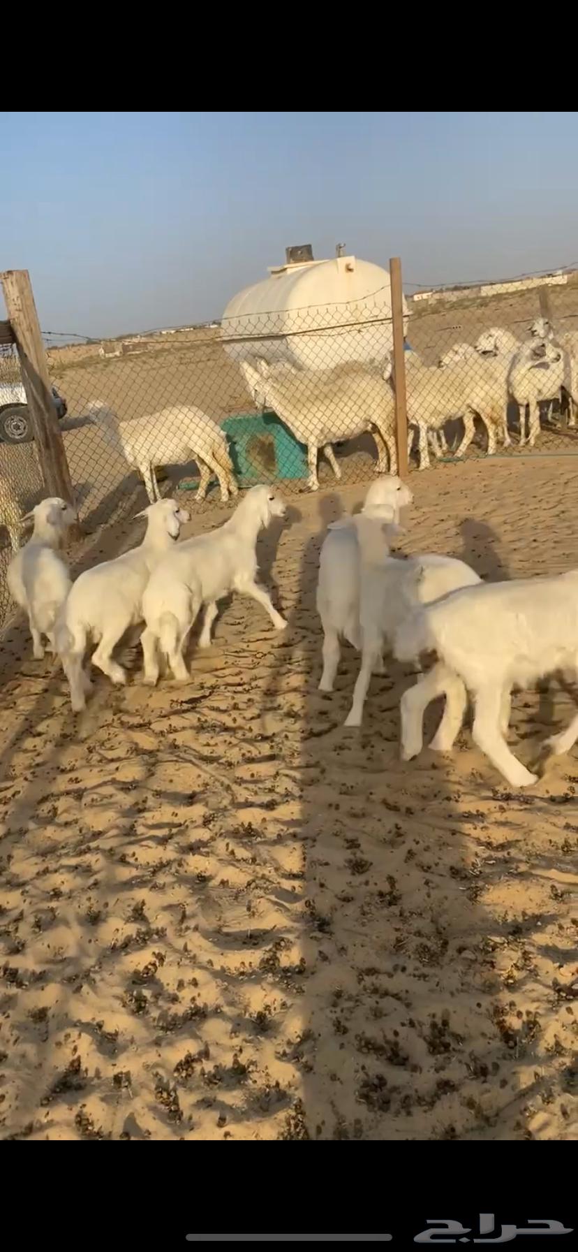 خرفان حريه63258884828673113