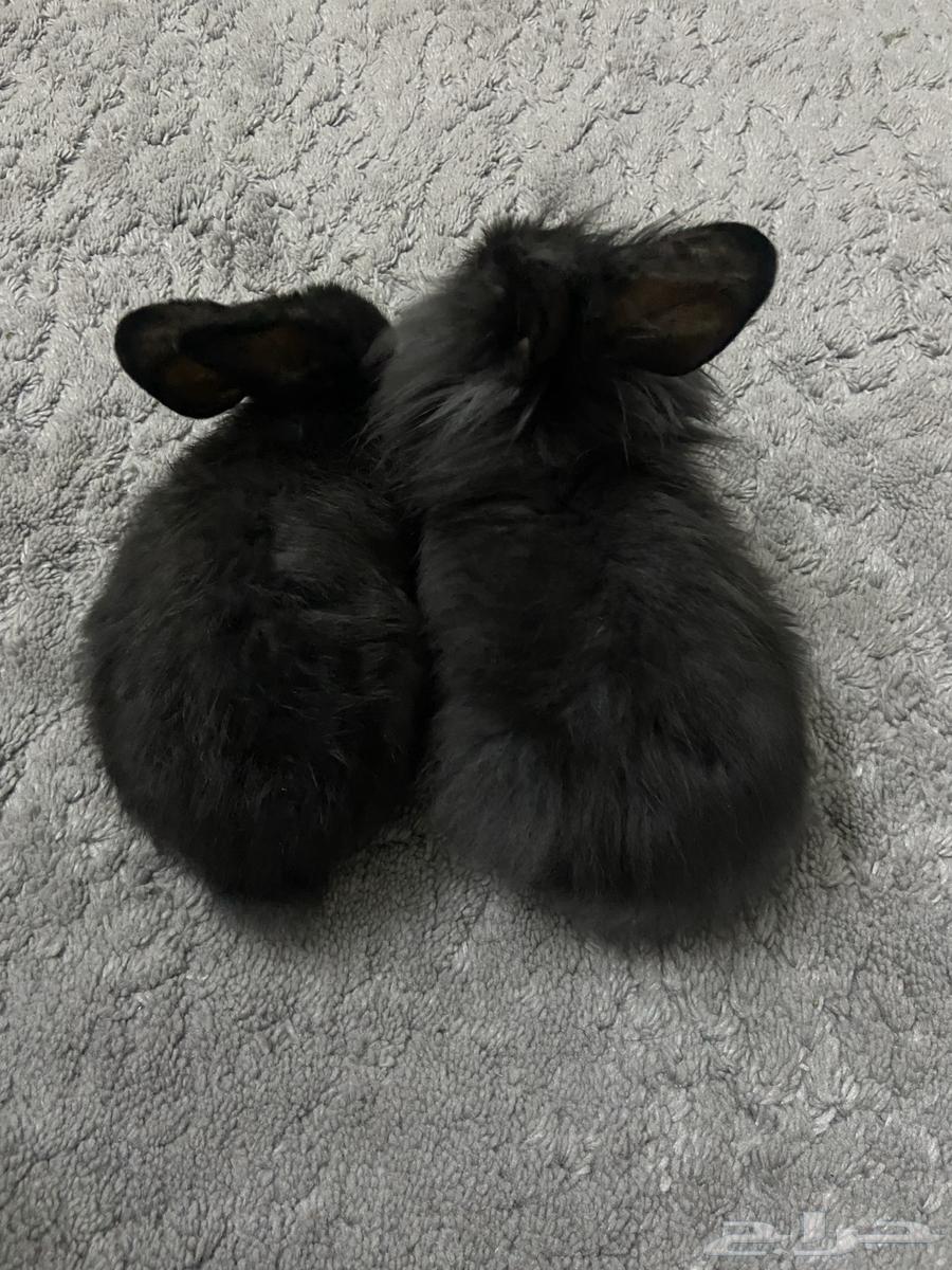 Black angora rabbit with a grayish tint63176397960451111