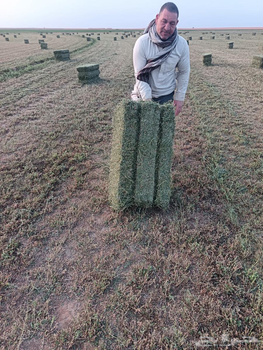 Pure and mixed clover63211134385667112