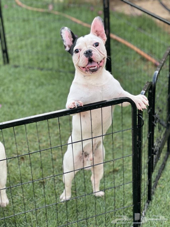 French Bulldogs63100123000449113