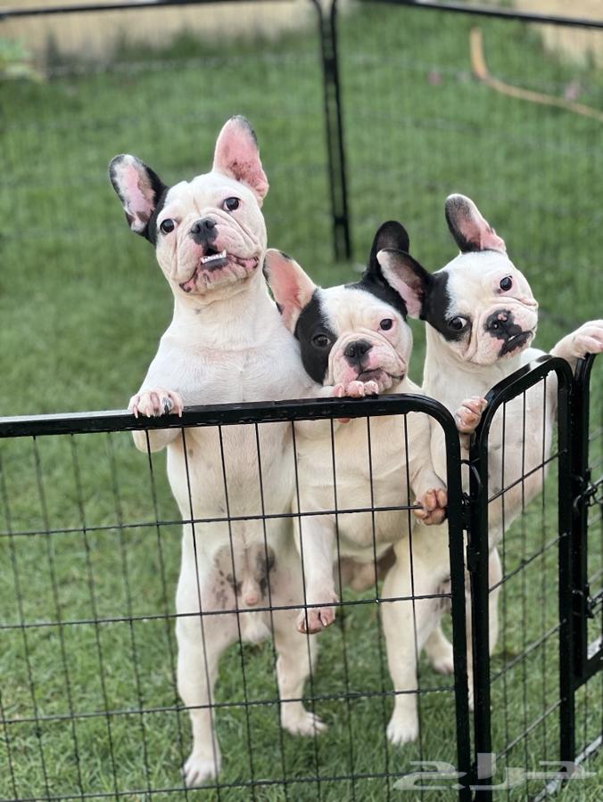 French Bulldogs63100123000449112