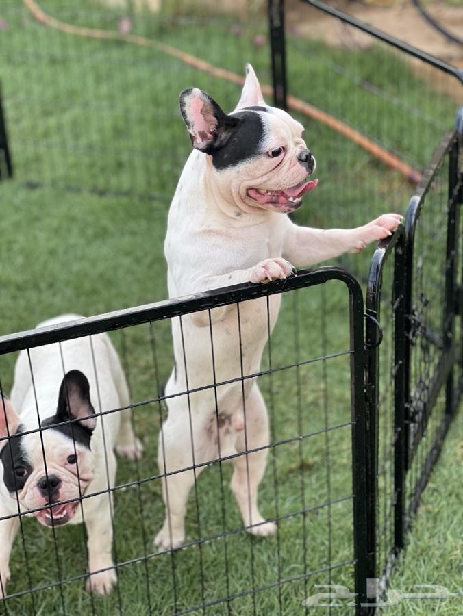 French Bulldogs63100123000449114