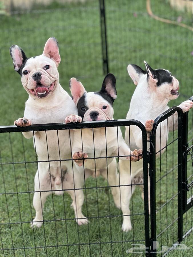French Bulldogs63100123000449111