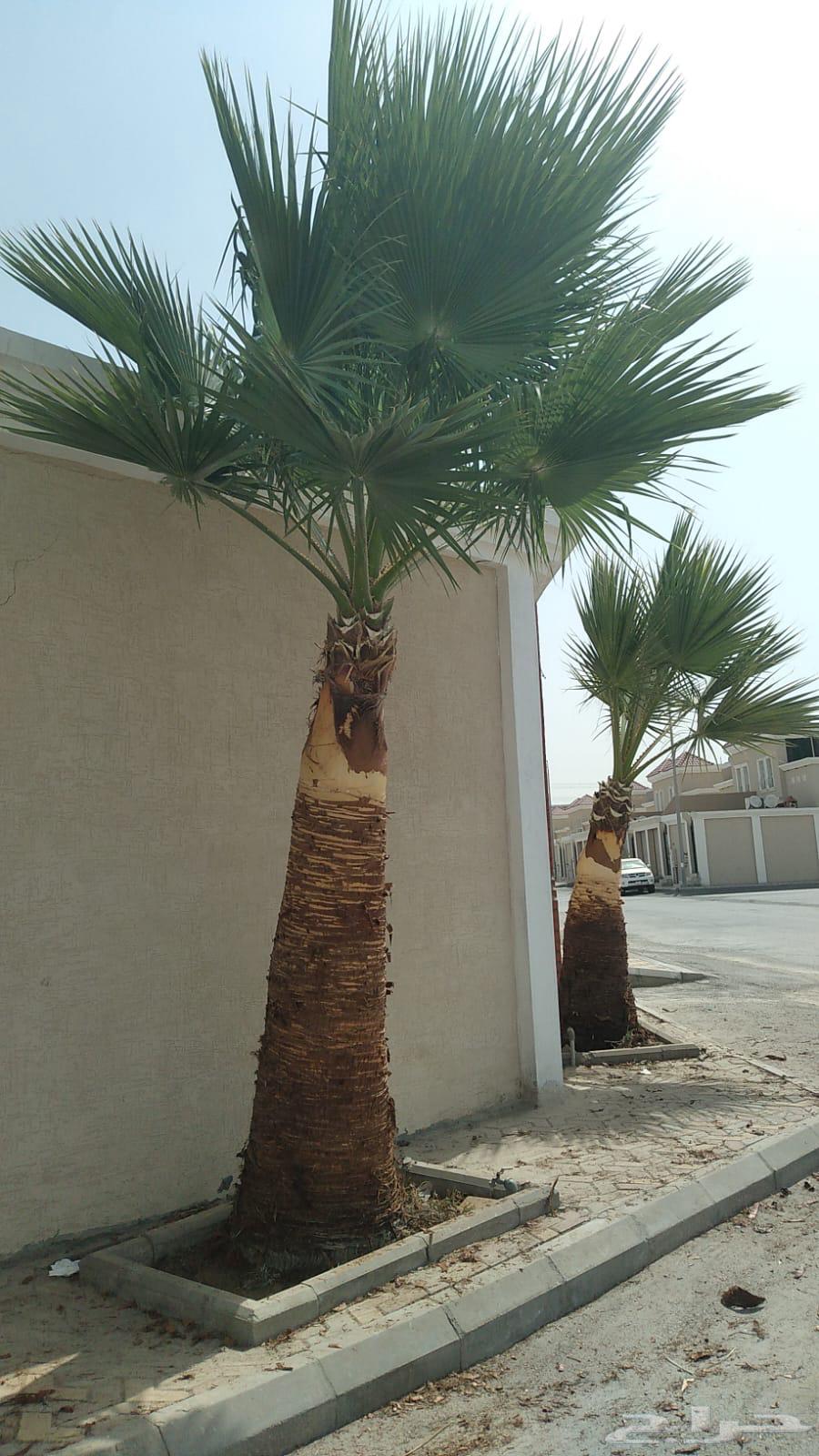 American Washingtonian date palm number 5 length two meters63110413161091111