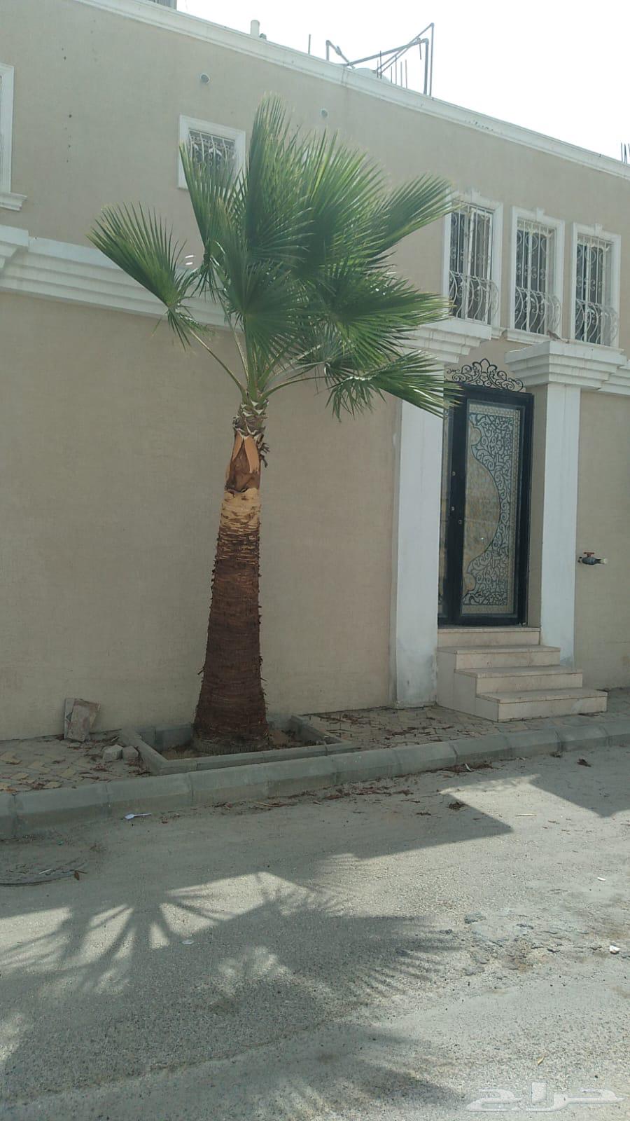 American Washingtonian date palm number 5 length two meters63110413161091111