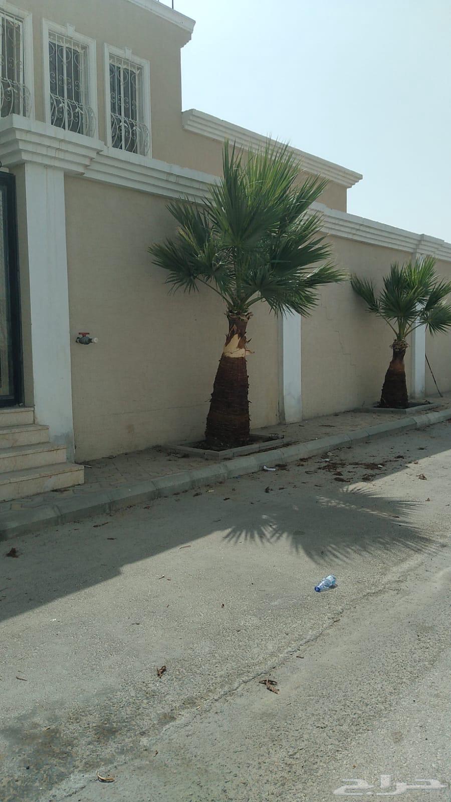 American Washingtonian date palm number 5 length two meters63110413161091112