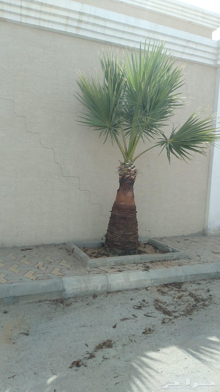 American Washingtonian date palm number 5 length two meters63110413161091113
