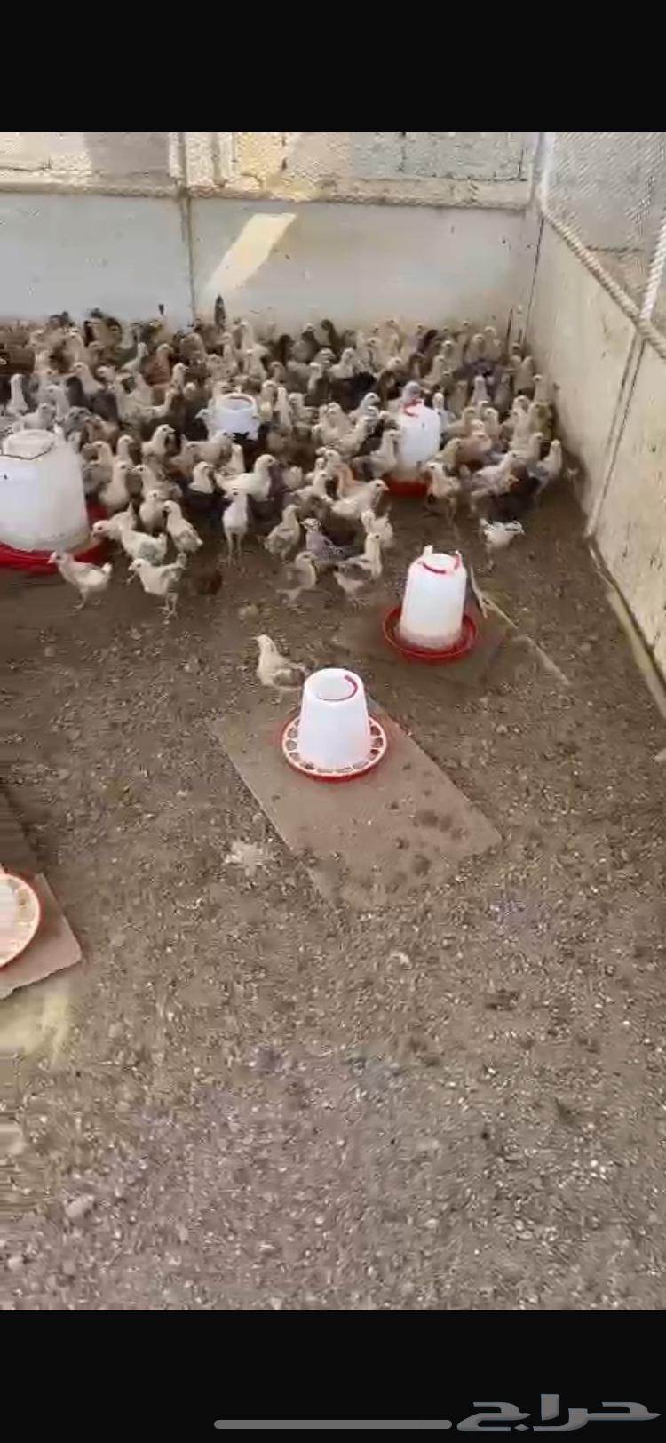 صوص بلدي دجاج بلدي630493163820811119