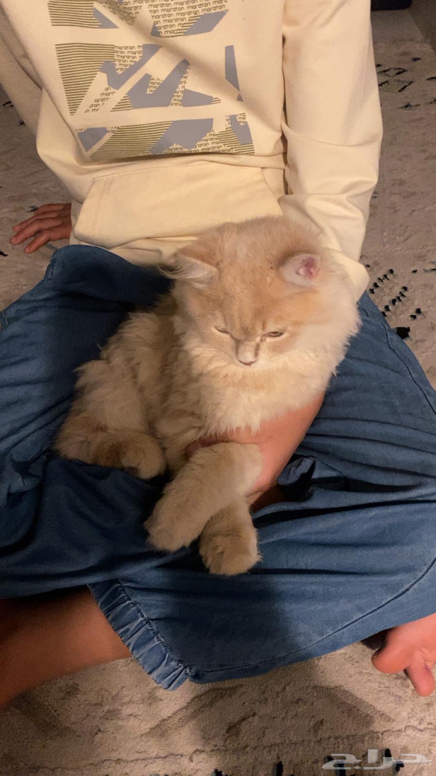 Cats for adoption with their supplies for 30063078961767809112