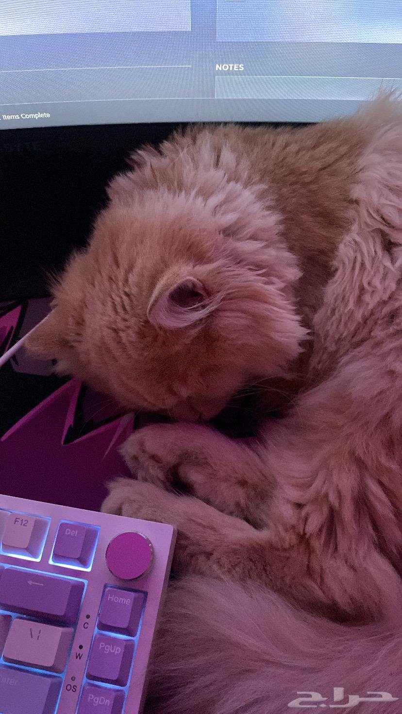 Cats for adoption with their supplies for 30063078961767809111