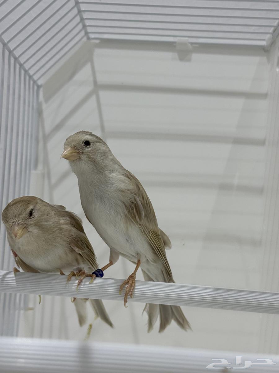 Isabel Canary Cages Product Condition Singing63078147859971112