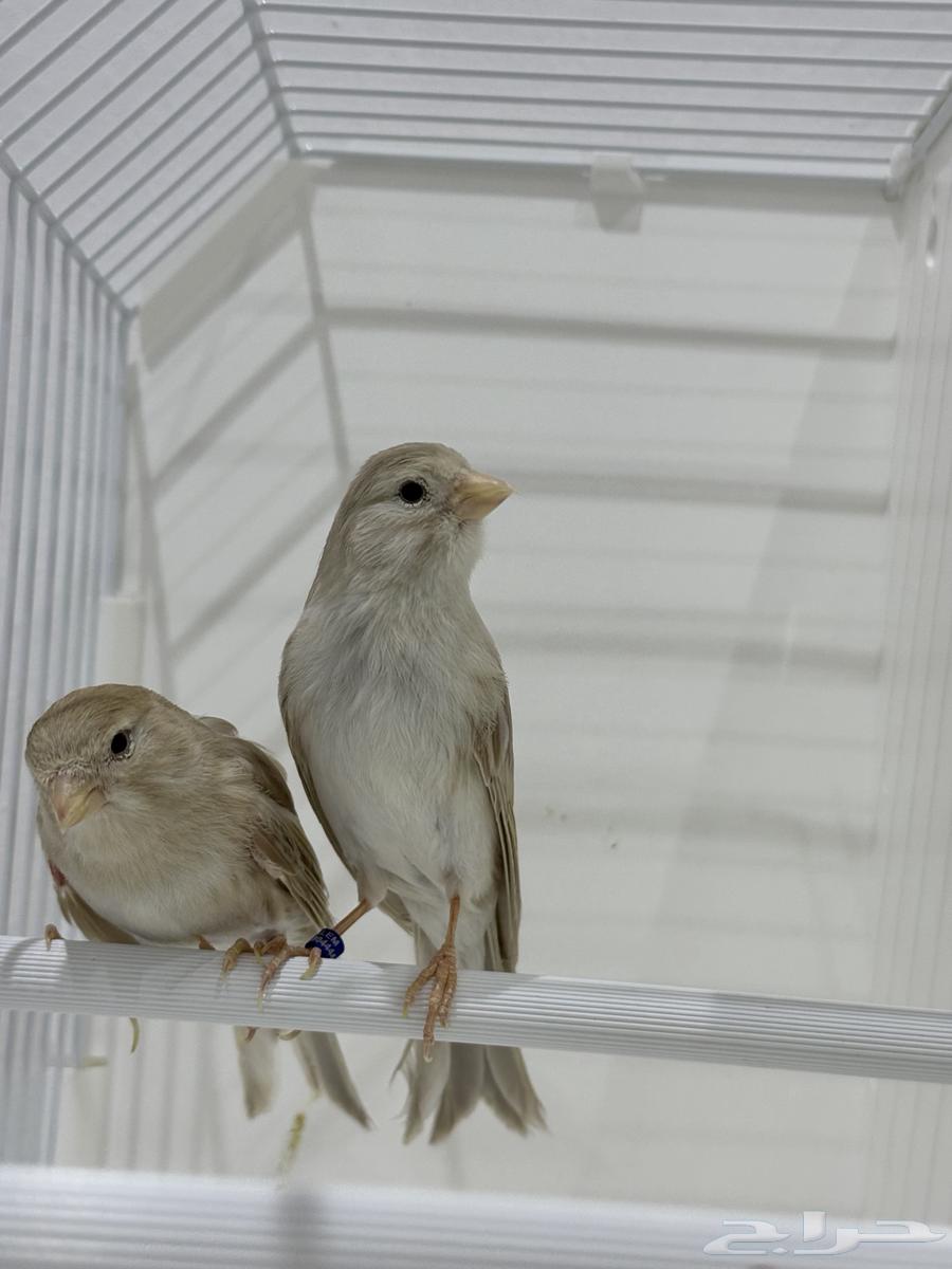 Isabel Canary Cages Product Condition Singing63078147859971111