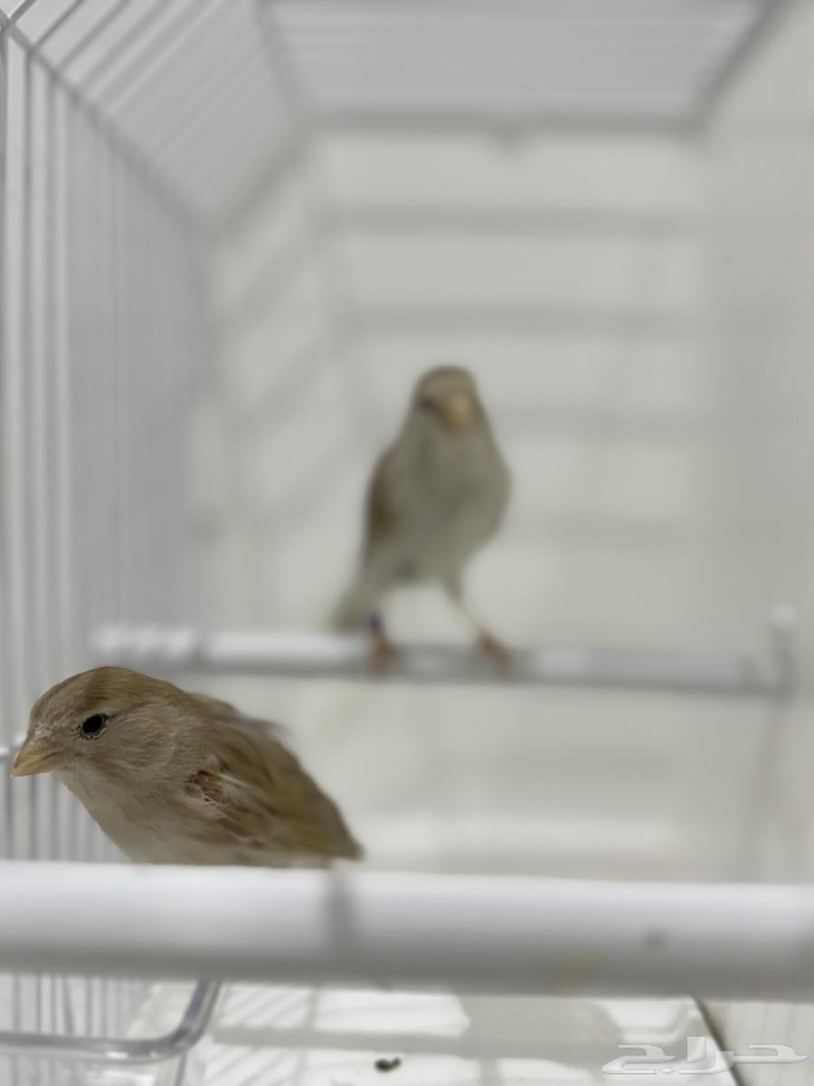 Isabel Canary Cages Product Condition Singing63078147859971112