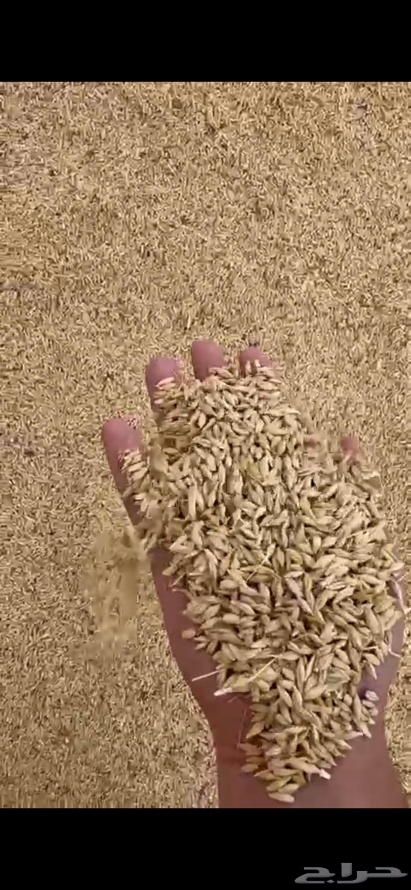 شعير بلدي سداسي630229128249631123