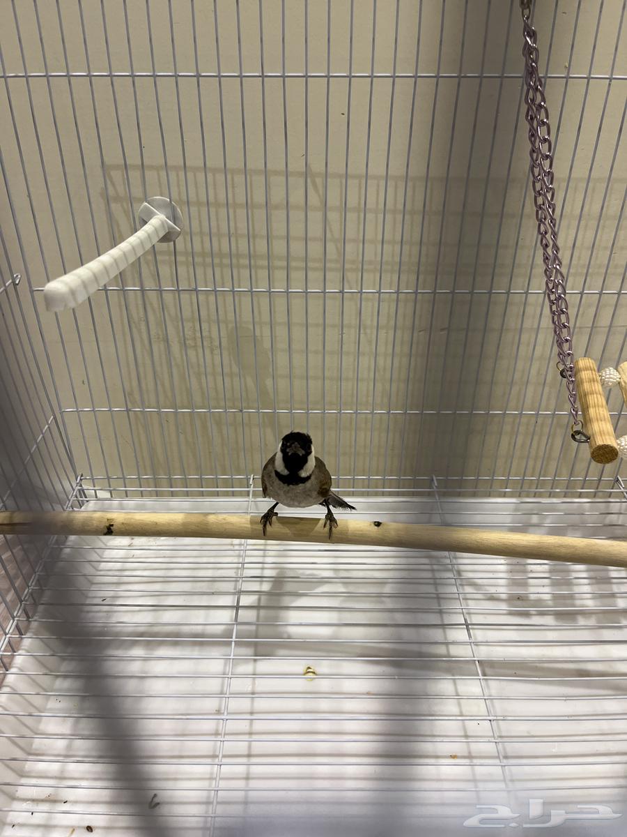 بلبل للبيع على السوم64214726574339110