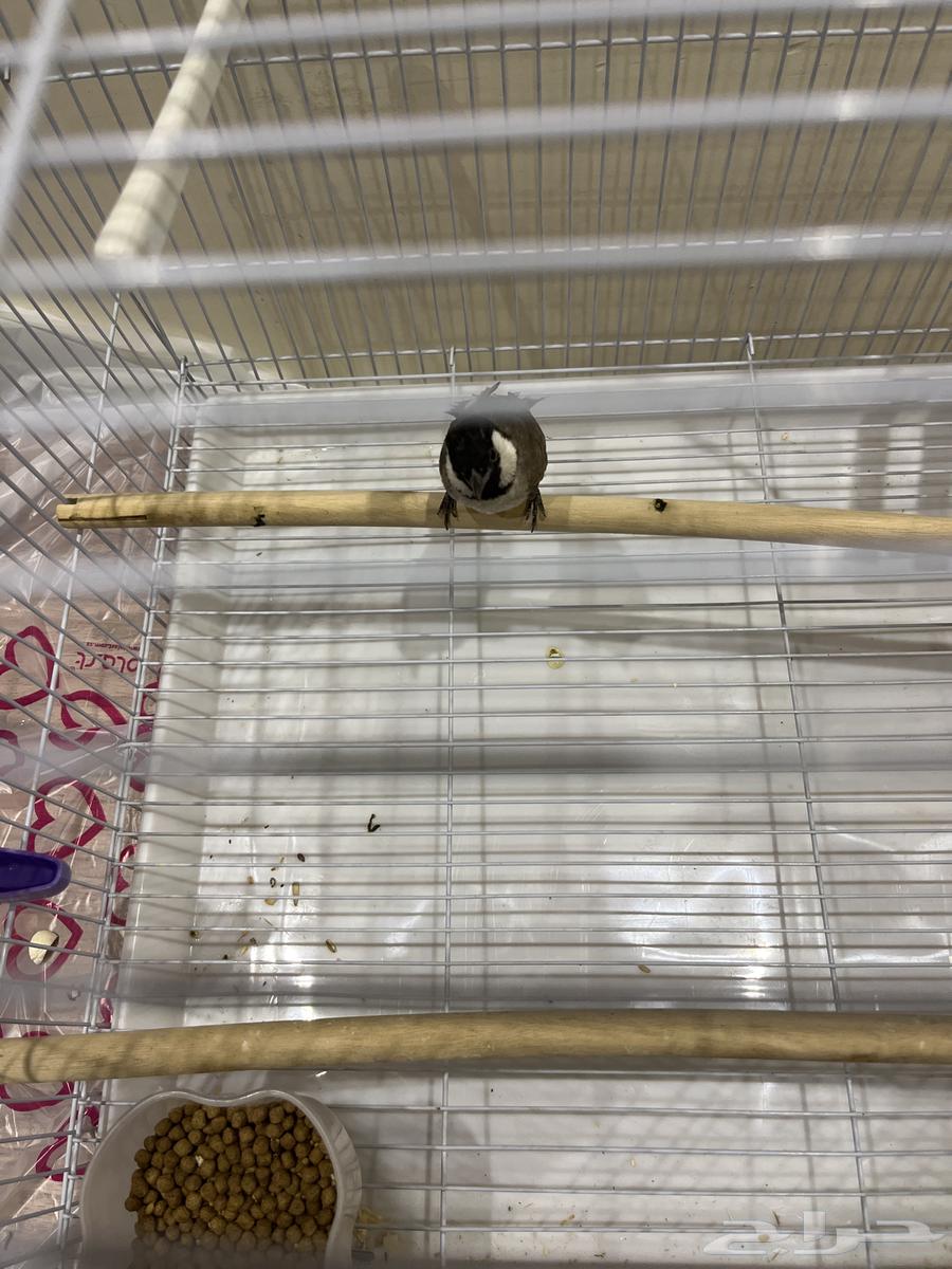 بلبل للبيع على السوم64214726574339112