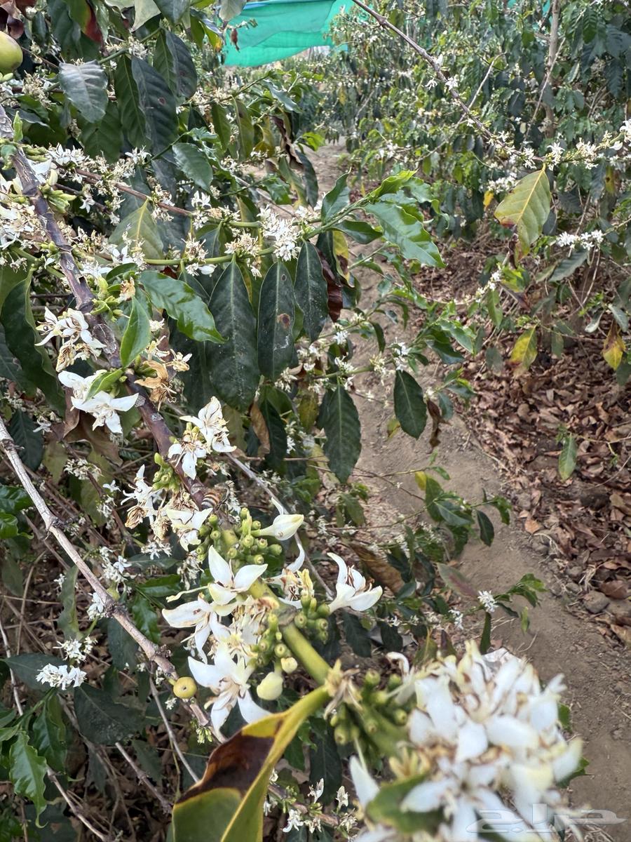 Original seedlings .. wholesale63056047062273111