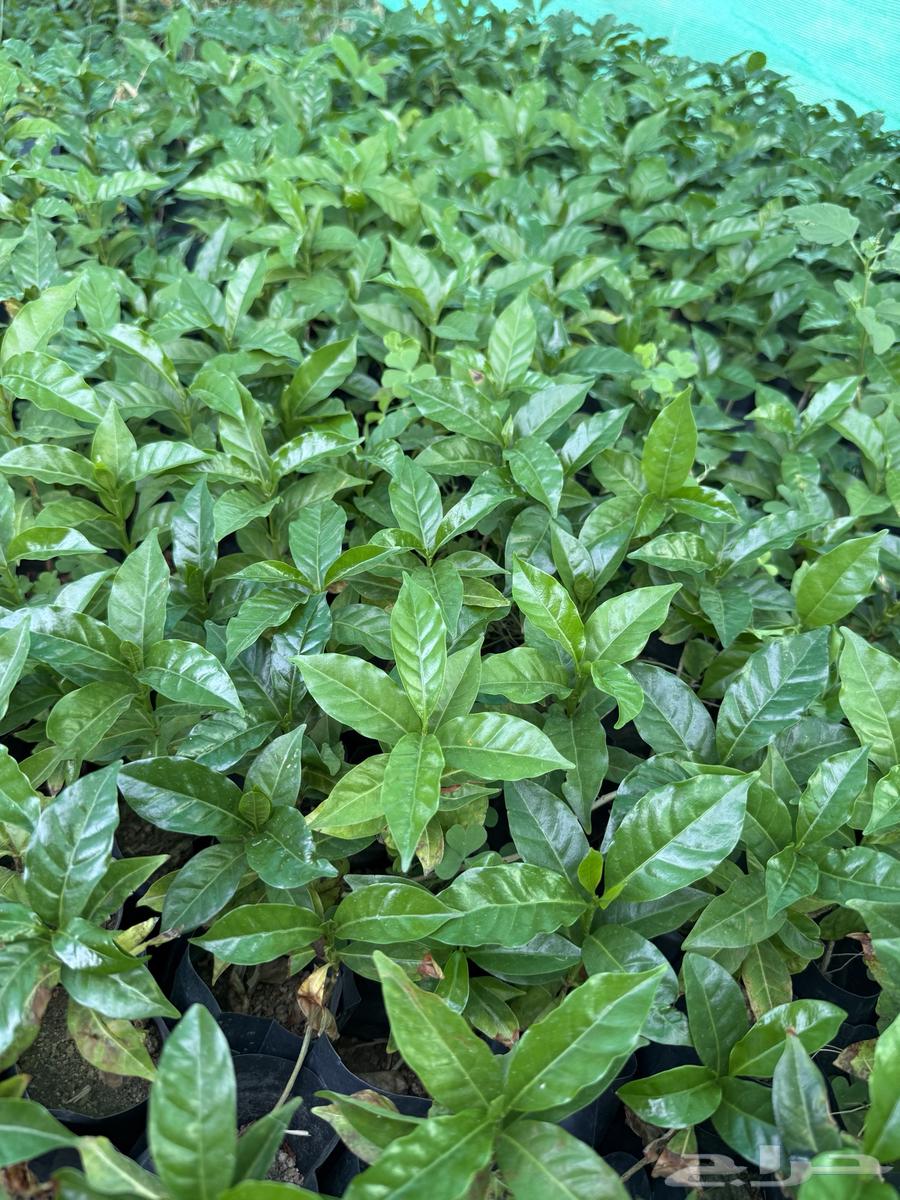 Original seedlings .. wholesale630560470622731127