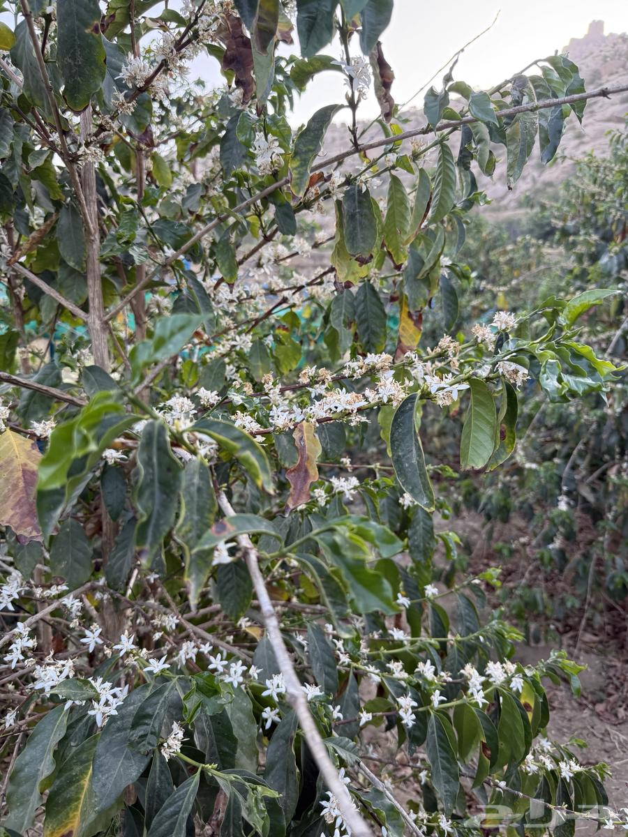 Original seedlings .. wholesale63056047062273112