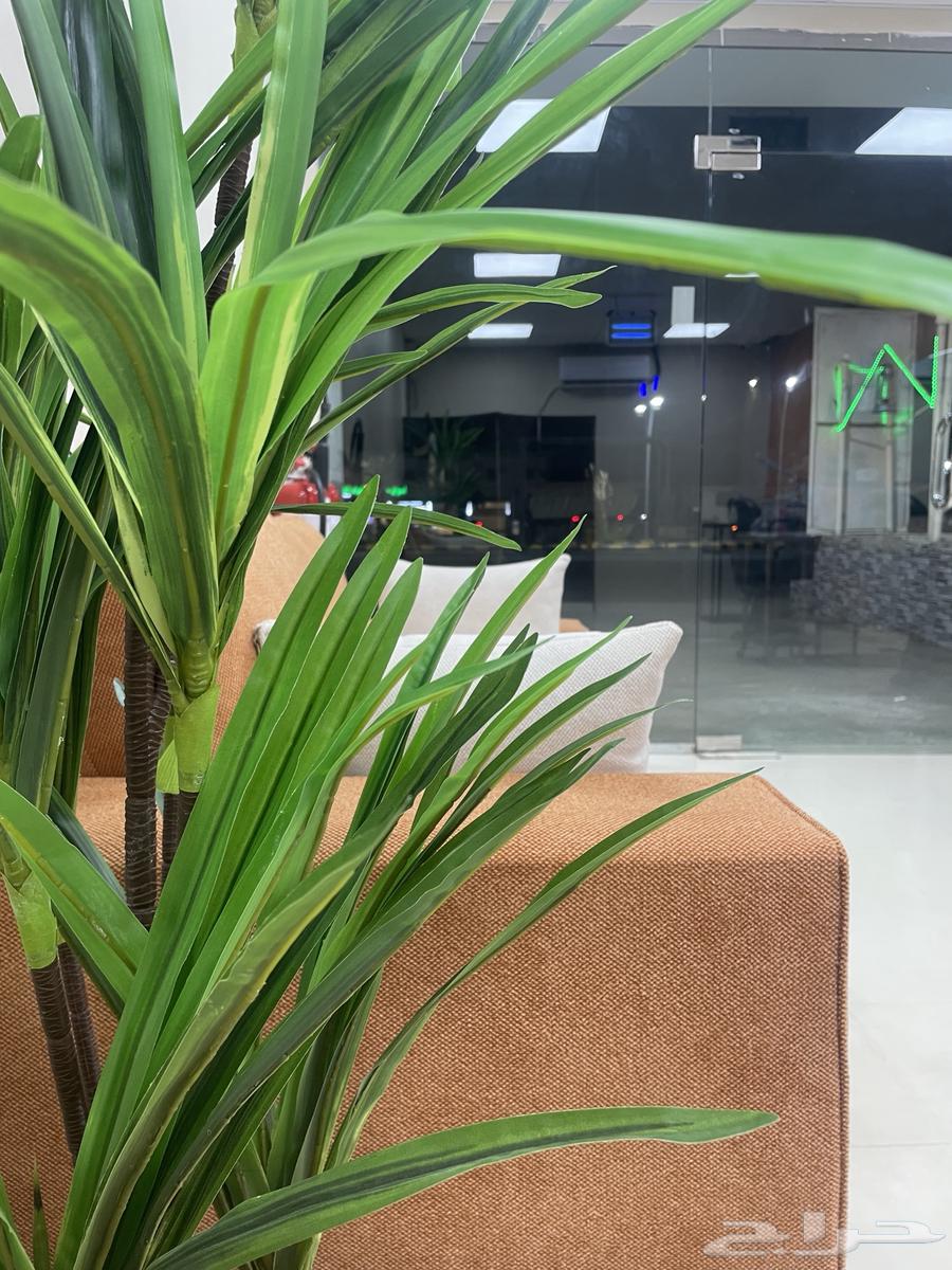 Barber for Al-Taqbil Al-Shiqiq63437975718657112