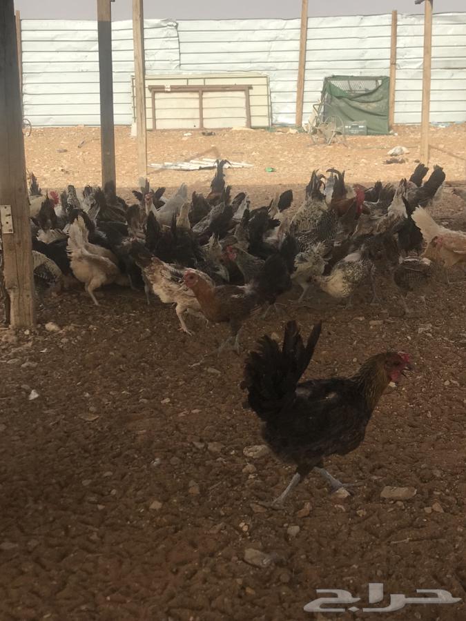 Fresh, clean, local eggs that are healthy and beneficial63175930781441112