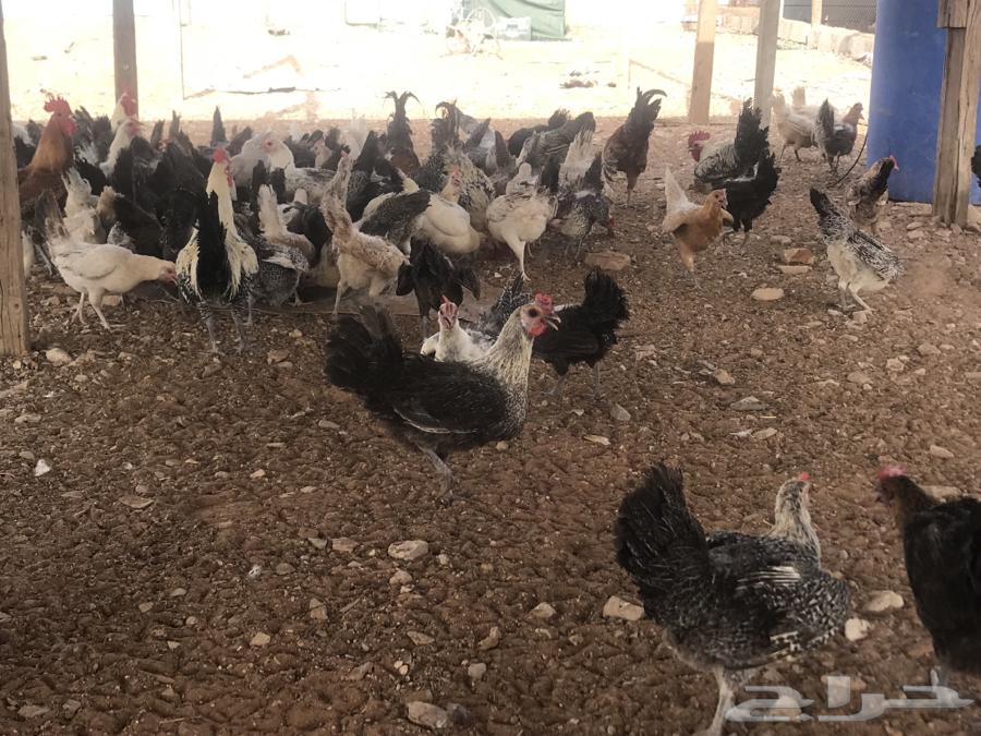 Fresh, clean, local eggs that are healthy and beneficial63175930781441111