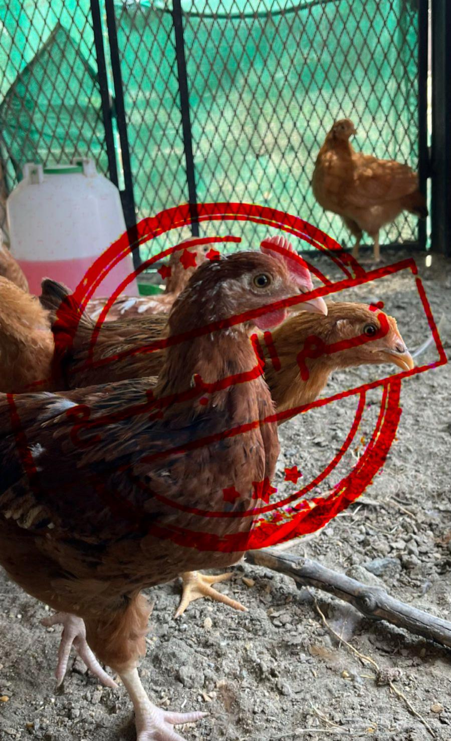 French chicken sold sold630353921400351123