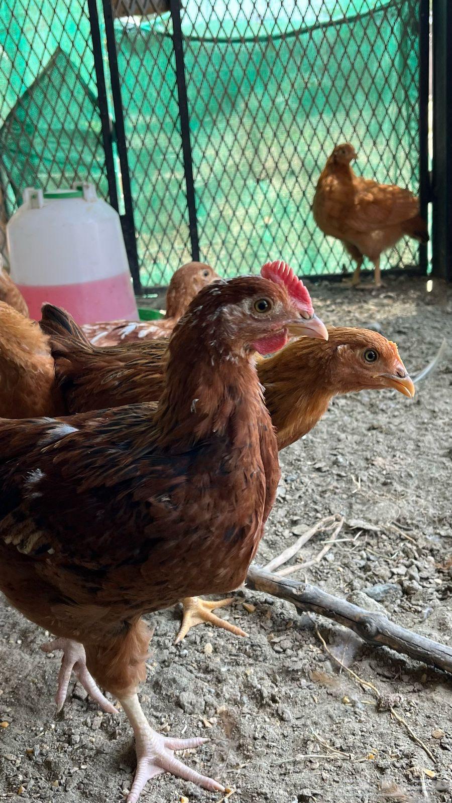 French chicken sold sold63035392140035111