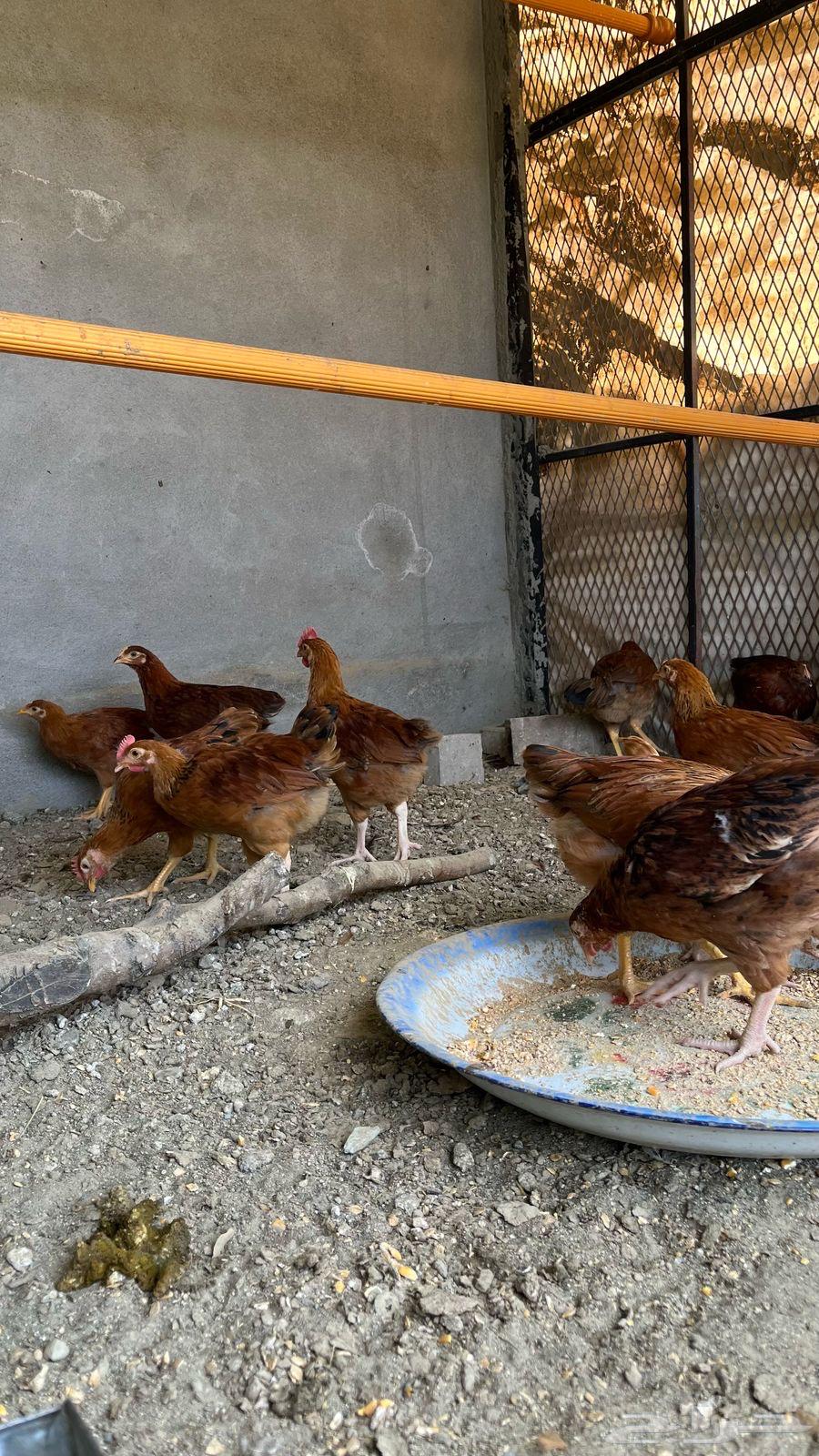 French chicken sold sold63035392140035114