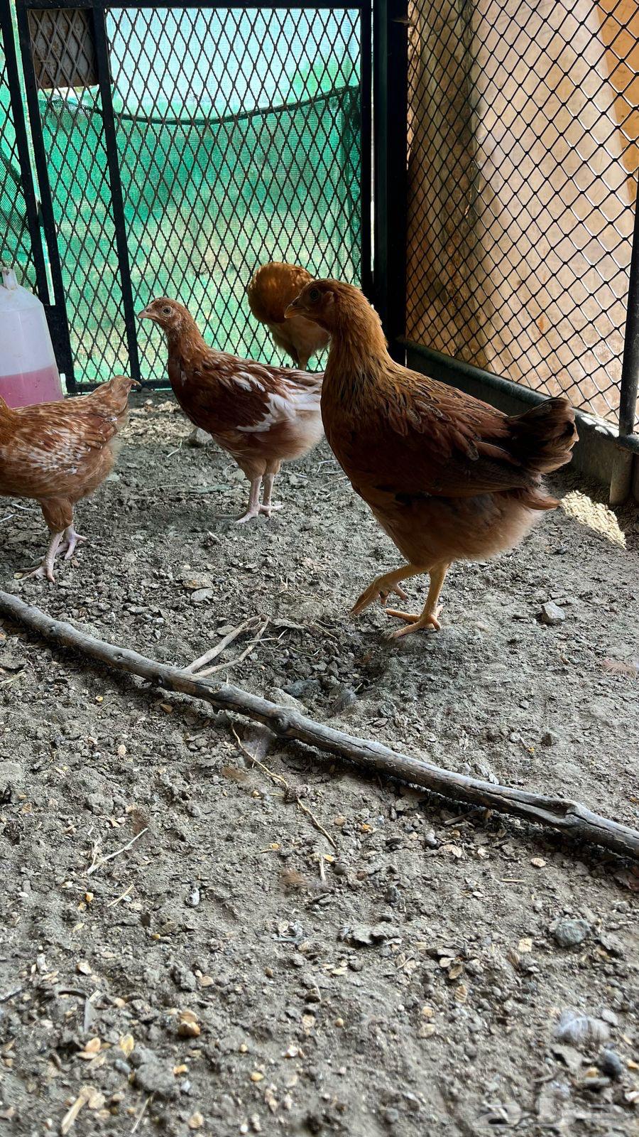 French chicken sold sold63035392140035112