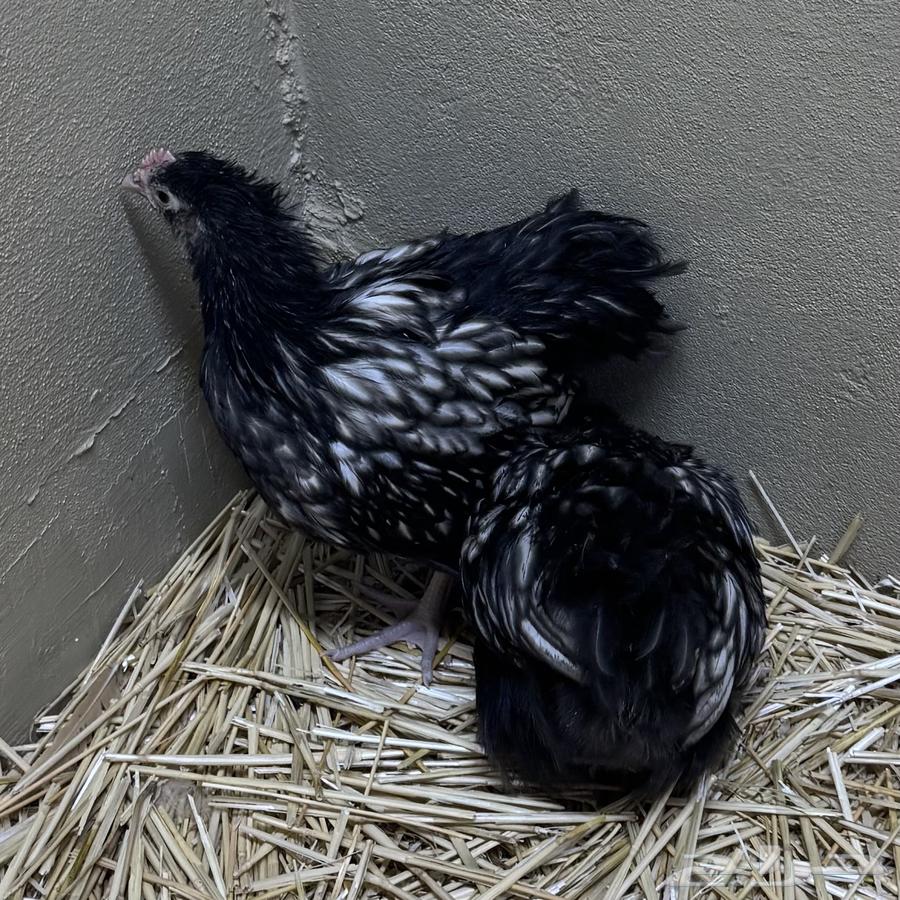 Orpington chicken63031664260737115