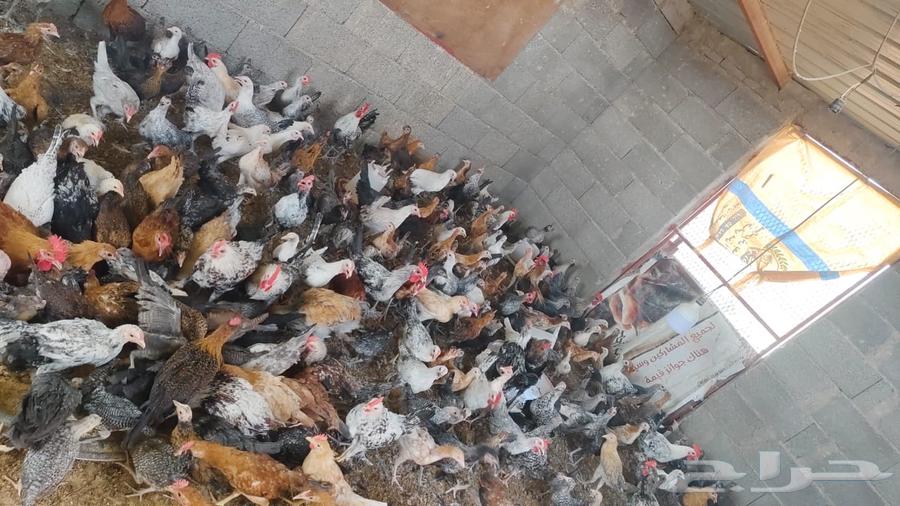 Local chicks aged two to three months, located in Karrak.63244418429571113