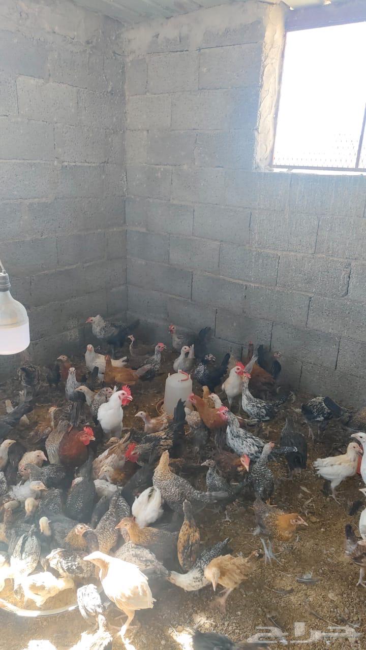 Local chicks aged two to three months, located in Karrak.63244418429571111
