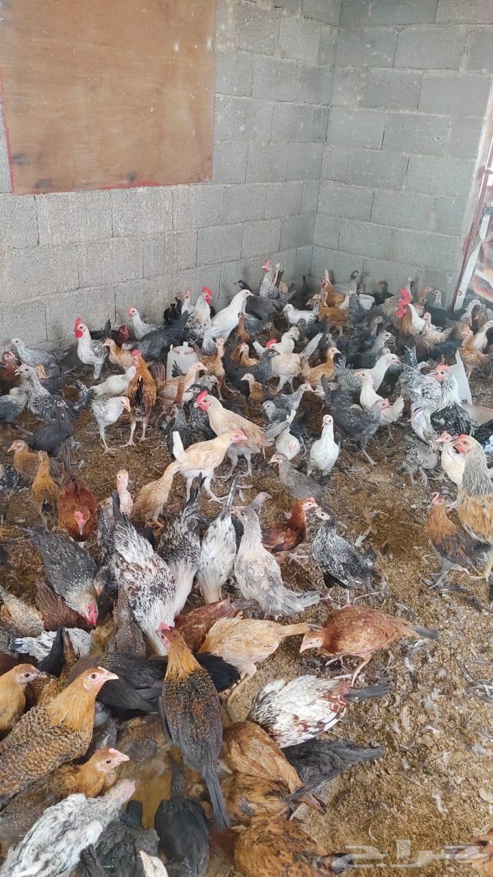 Local chicks aged two to three months, located in Karrak.63244418429571112