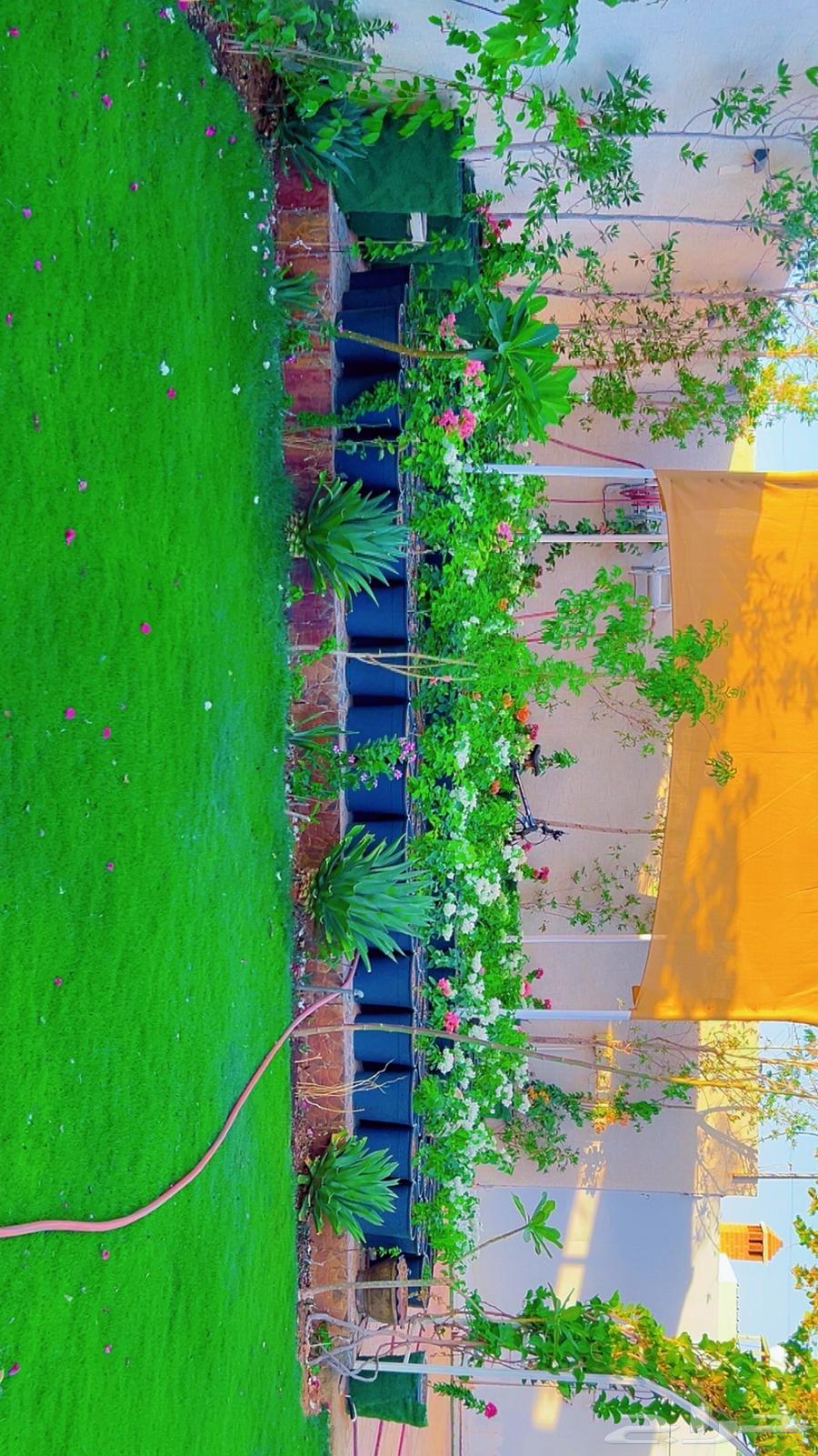 شاليه ايجار يومي ( مغري )63014750471554114